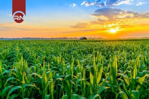 Có nên đầu tư mua đất nông nghiệp không?